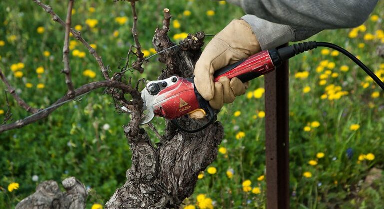 sécateur électrique pour arbre fruitier